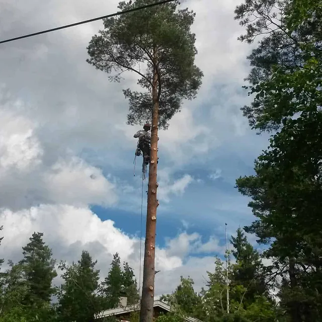 Trefeller sikret med tau, kutter grener fra et høyt tre i skogsområde