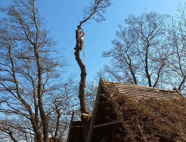 Trefeller i toppen av et tre med sikkerhetsutstyr, omgitt av blå himmel.